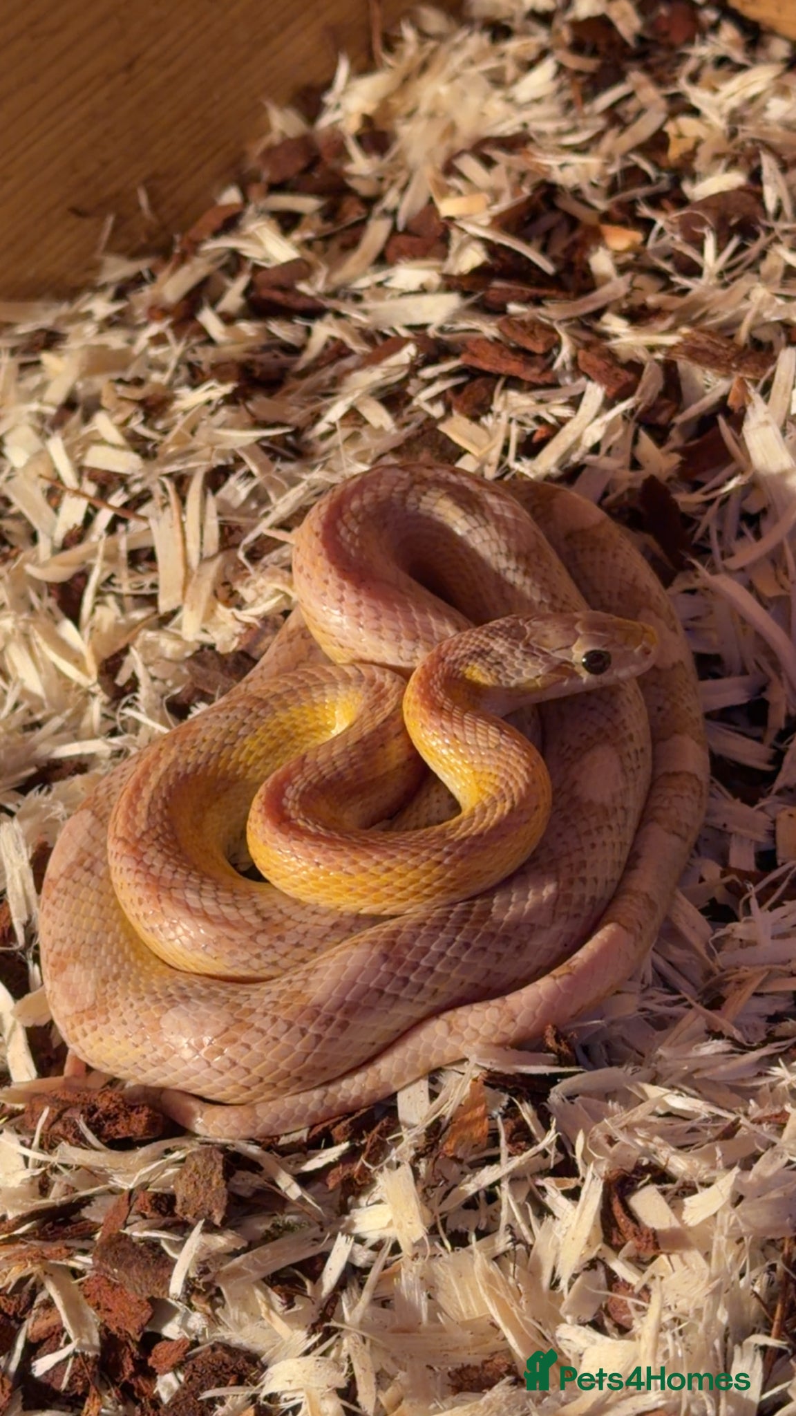 Corn Snake reptiles Corn snake (comes with everything) - Advert 1