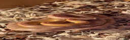 Corn Snake reptiles for sale: Corn snake (comes with everything) - Advert 1