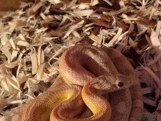 Corn Snake reptiles Corn snake (comes with everything) - Advert 16