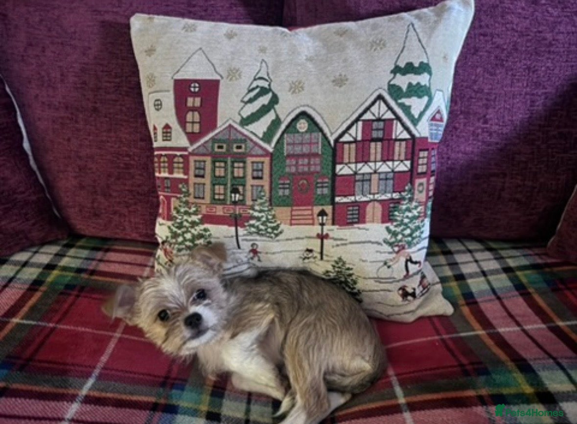 Mixed Breed dogs Parker  - Advert 2