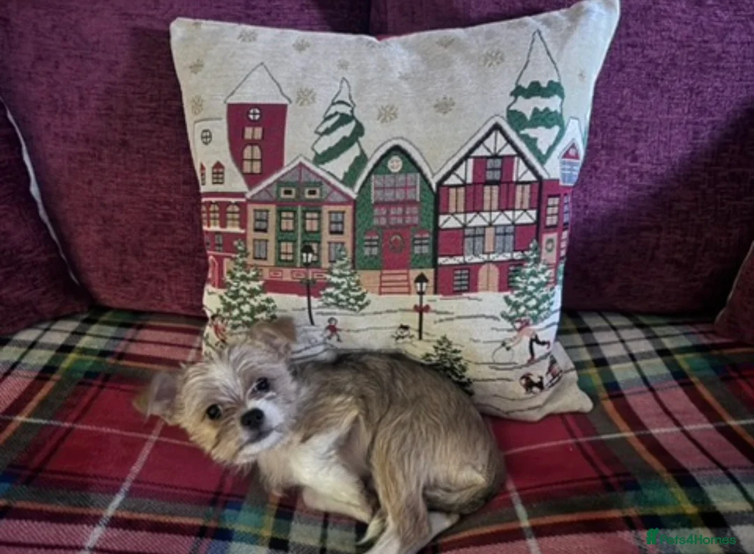 Mixed Breed dogs for sale: Parker  - Advert 1