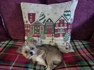 Mixed Breed dogs Parker - Advert 2