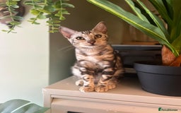 Bengal cats for sale: Beautiful Bengal Kittens Ready for Forever Homes - Image 6