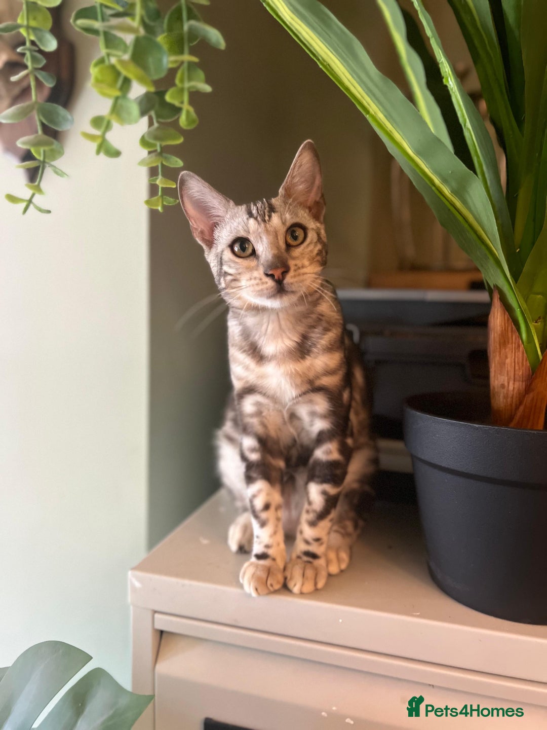 Bengal cats for sale: Beautiful Bengal Kittens Ready for Forever Homes - Image 6