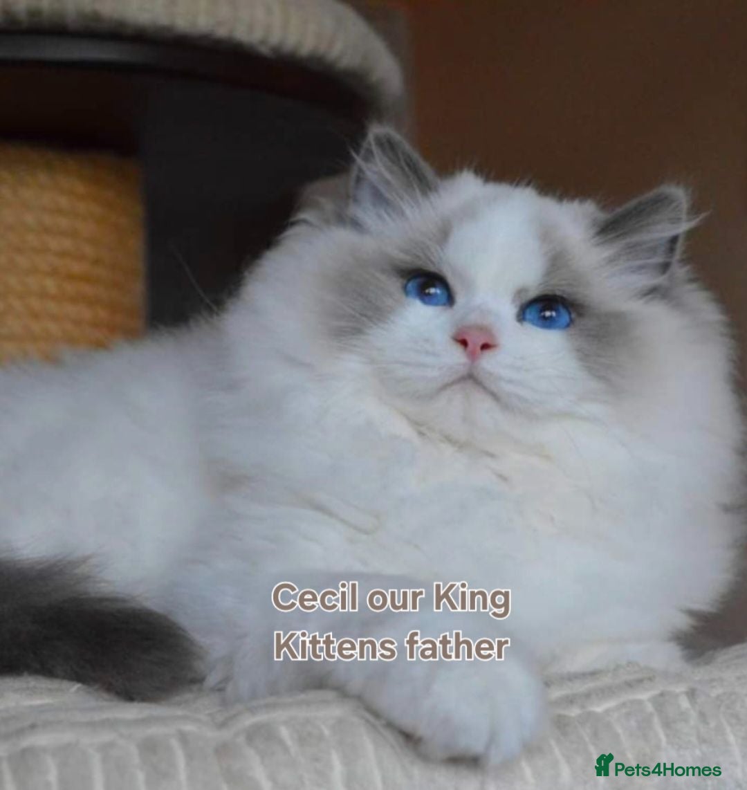 Ragdoll cats 🏆💙Beautiful Bicolor Boy🏆Champion mum🥰🏆 2025 - Advert 1