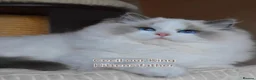 Ragdoll cats for sale: 🥇🏆🐆Exclusive kittens❤️✨️🏆Award winning cattery - Advert 8
