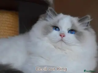 Ragdoll cats 🏆💙Beautiful Bicolor Boy🏆Champion mum🥰🏆 2025 - Advert 1