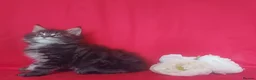 Maine Coon cats for sale: GCCF REGISTERED MAINE COON KITTENS FOR SALE  - Advert 25