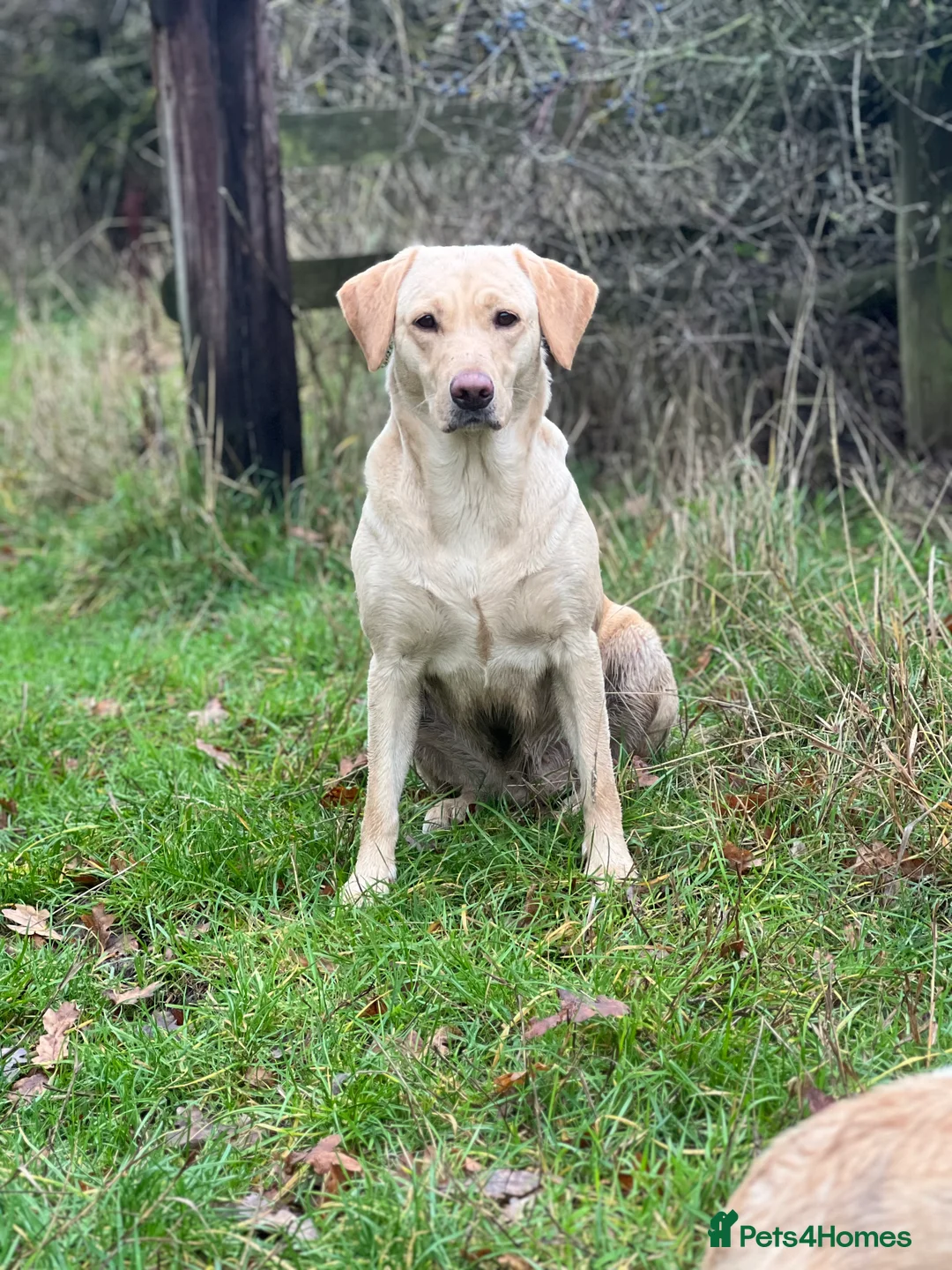 Labrador Retriever dogs for sale: Ftch sired litter proven working dogs  - Advert 9