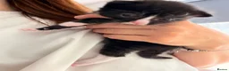 Mixed Breed cats for sale: 3 kittens looking for loving home  - Advert 13
