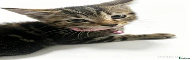 Domestic Shorthair 7