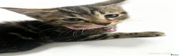 Domestic Shorthair cats for sale: Beautiful kittens needing homes  - Advert 9
