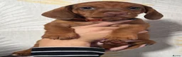 Dachshund dogs for sale: Dachshund puppies - Advert 8