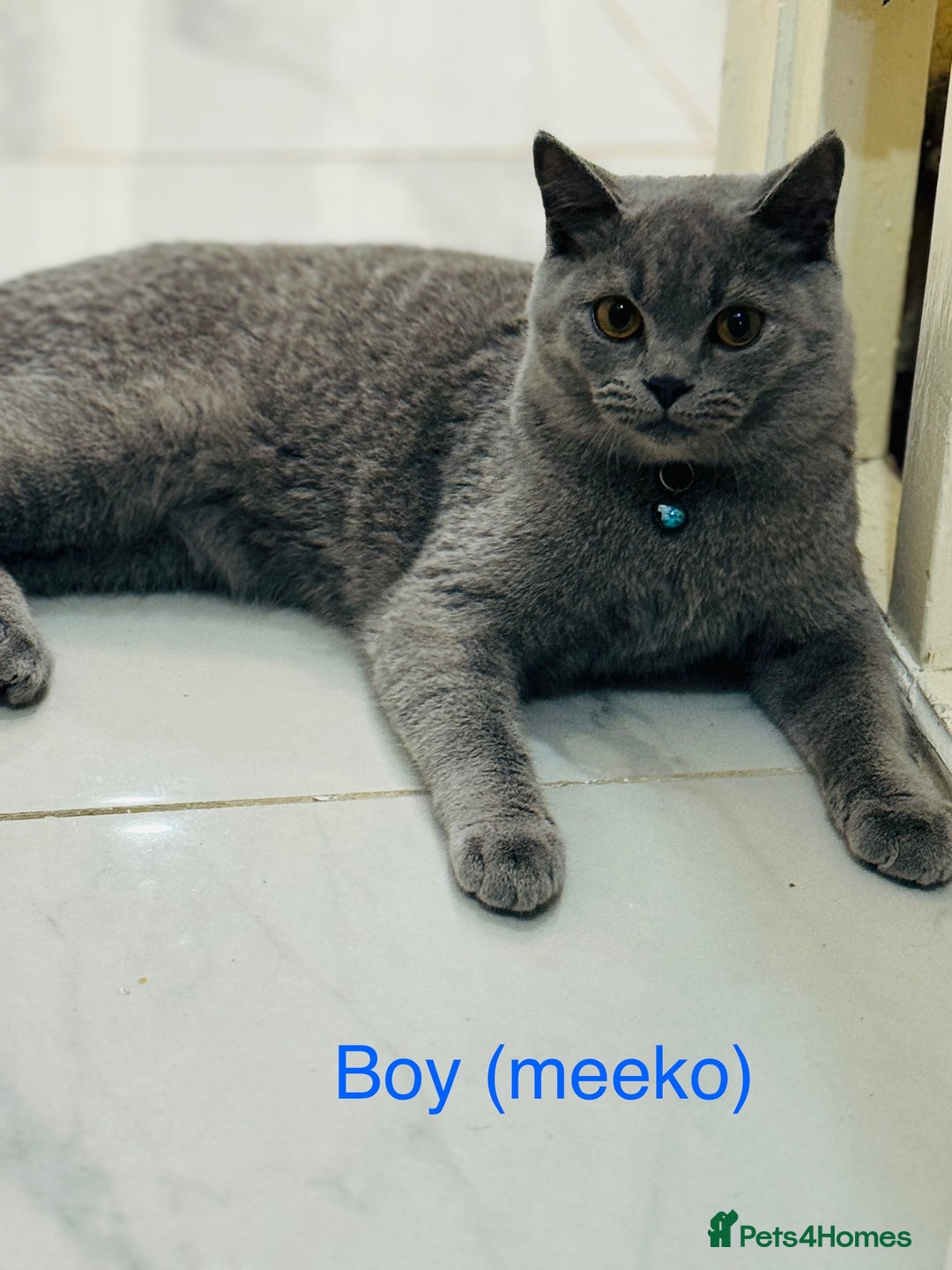 British Shorthair cats for sale: British short hair male and female  - Image 2