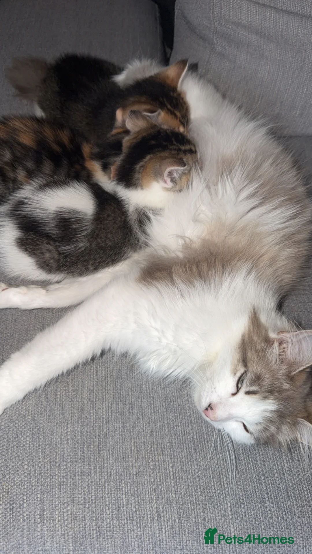 Ragdoll cats for sale: Beautiful make Ragdoll cross  - Advert 7