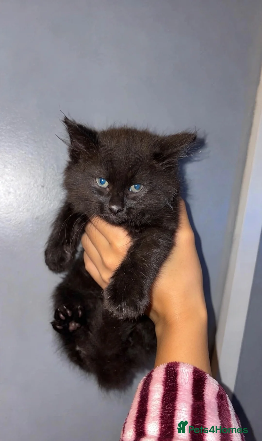 Maine Coon cats for sale: Maine coon kittens  in Bishop Auckland - Advert 2