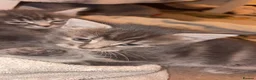 Norwegian Forest Cat cats for sale: Norwegian forest/Persian - Advert 6