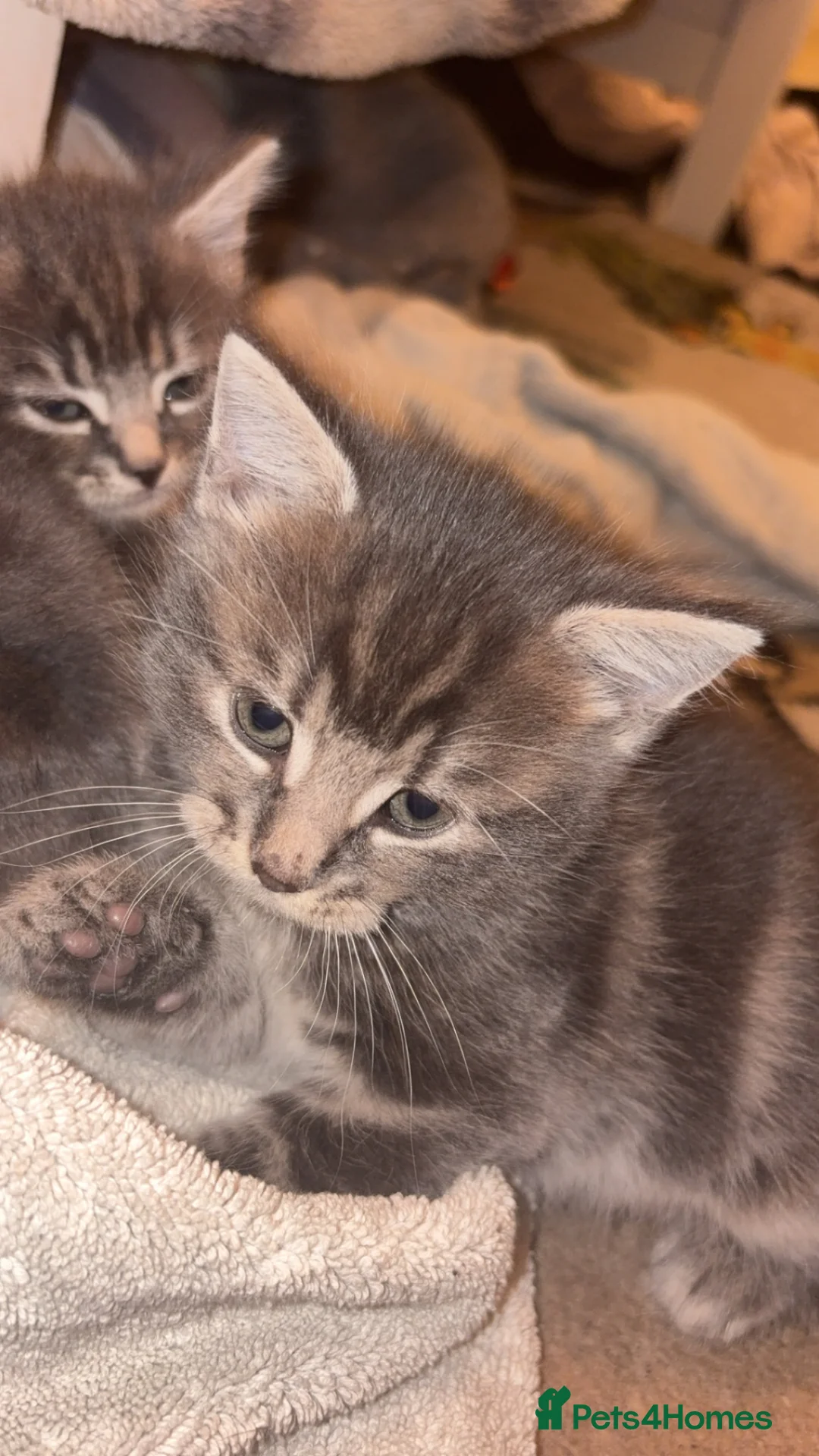 Norwegian Forest Cat cats for sale: Norwegian forest/Persian - Advert 6
