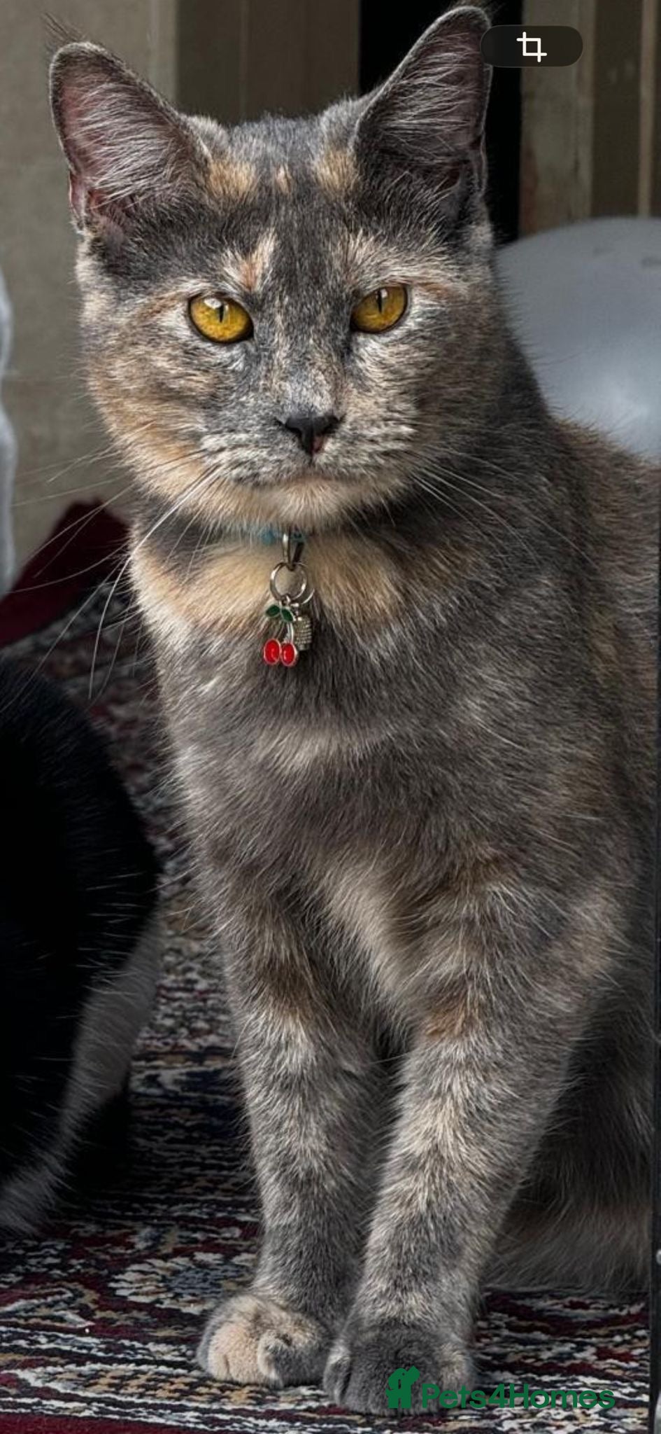 Mixed Breed cats Half Maine Coon half Russian Blue  - Advert 6