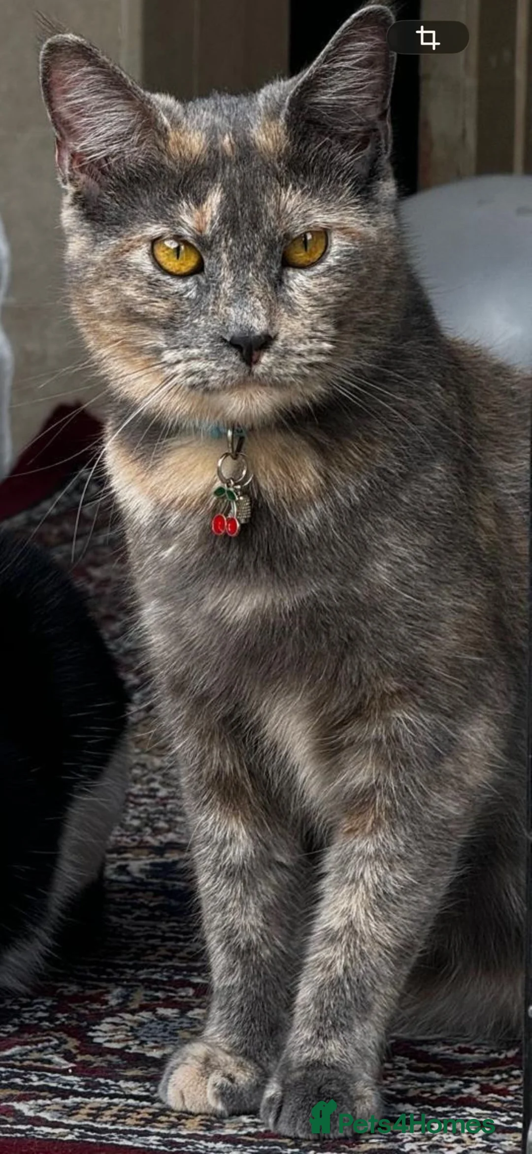 Mixed Breed cats for sale: Half Maine Coon half Russian Blue  in London - Advert 1