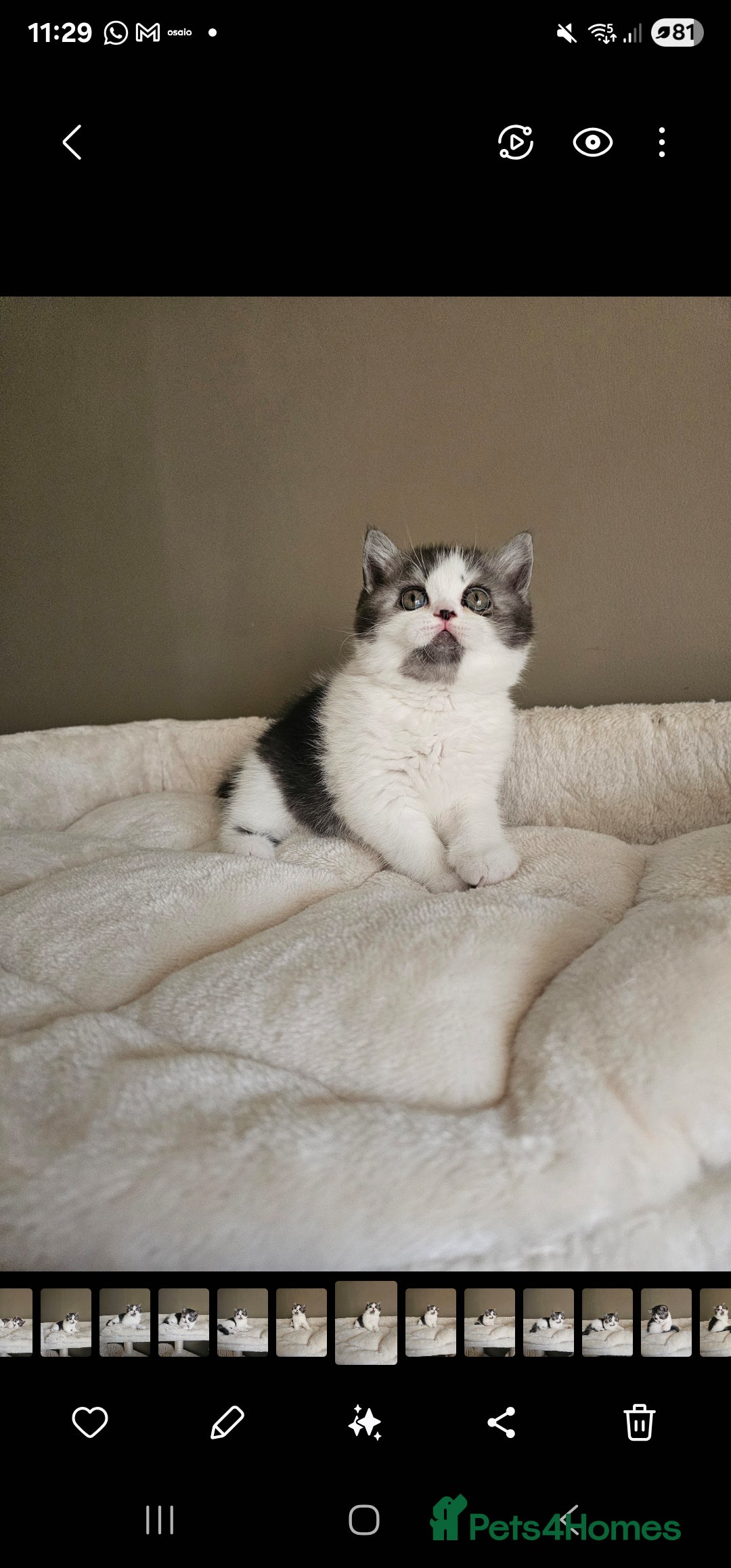 British Shorthair cats for sale: ✨SUPER CUDDLY BOY ✨ Total lap cat ✨ Rare colour ✨ in Biggleswade - Image 16