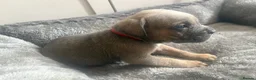 Cane Corso dogs for sale: Cane corso  - Advert 13