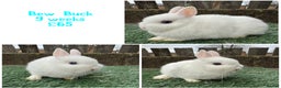 Netherland Dwarf rabbits for sale: Pure breed Netherlands dwarf  - Advert 5