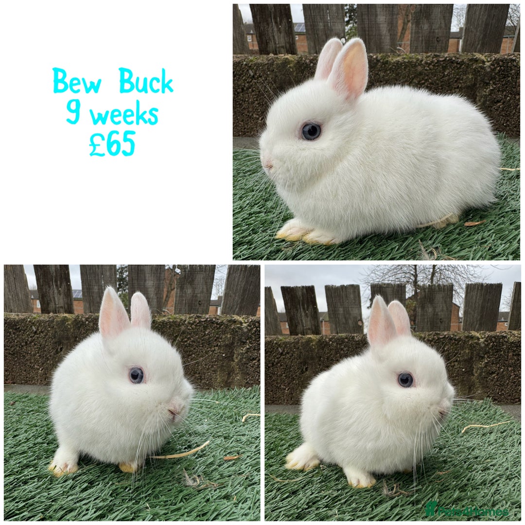 Netherland Dwarf rabbits for sale: Pure breed Netherlands dwarf  - Advert 5