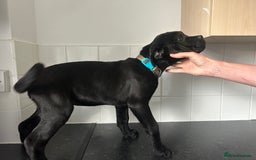 Cane Corso dogs for sale: Cane corso puppies  - Image 2