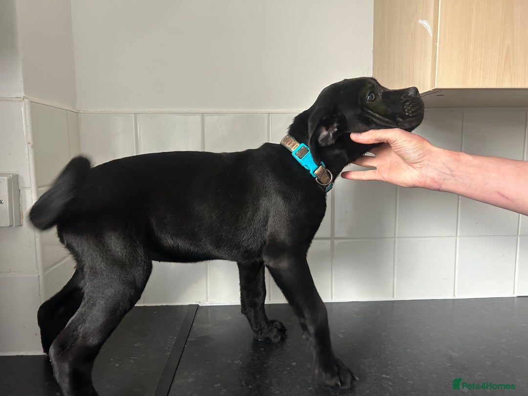 Cane Corso dogs for sale: Cane corso puppies  - Image 2