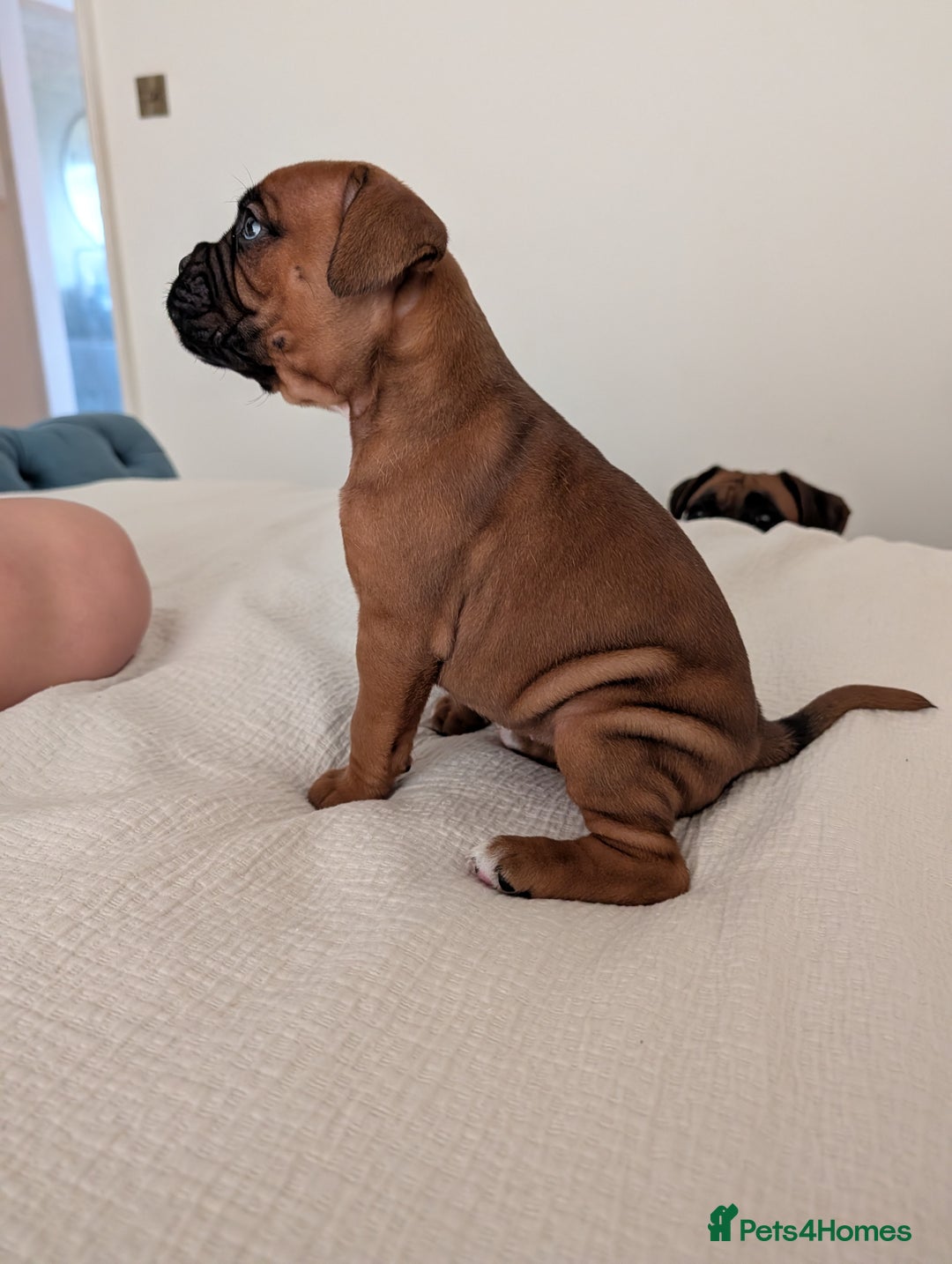 Boxer dogs for sale: Beautiful black mask bobtail/tailed boxer puppies  - Advert 15