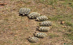 Hermann Tortoise reptiles for sale: 2022-24 Hermanns tortoises for sale - Image 1