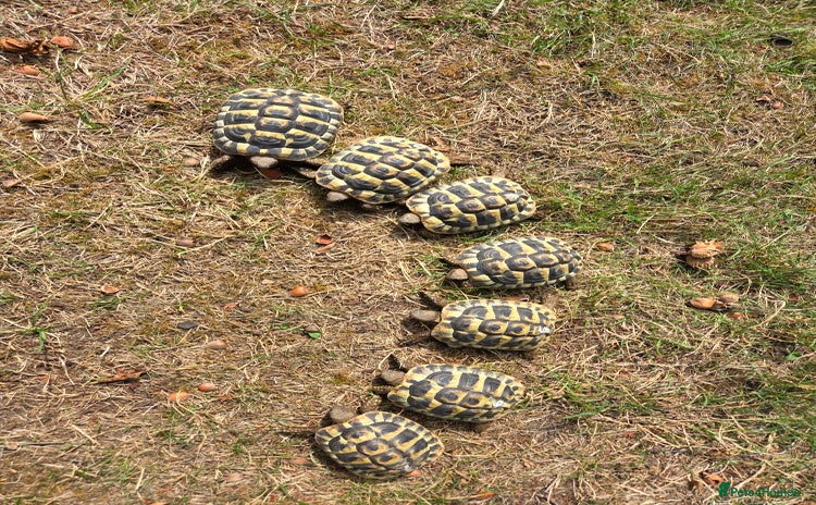 Hermann Tortoise reptiles - Advert 1