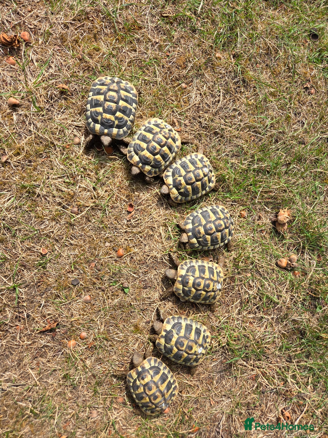 Hermann Tortoise reptiles for sale: 2022-24 Hermanns tortoises for sale - Image 1