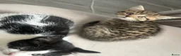 British Shorthair cats for sale: 5 kittens ready for loving homes  in Hull - Advert 13