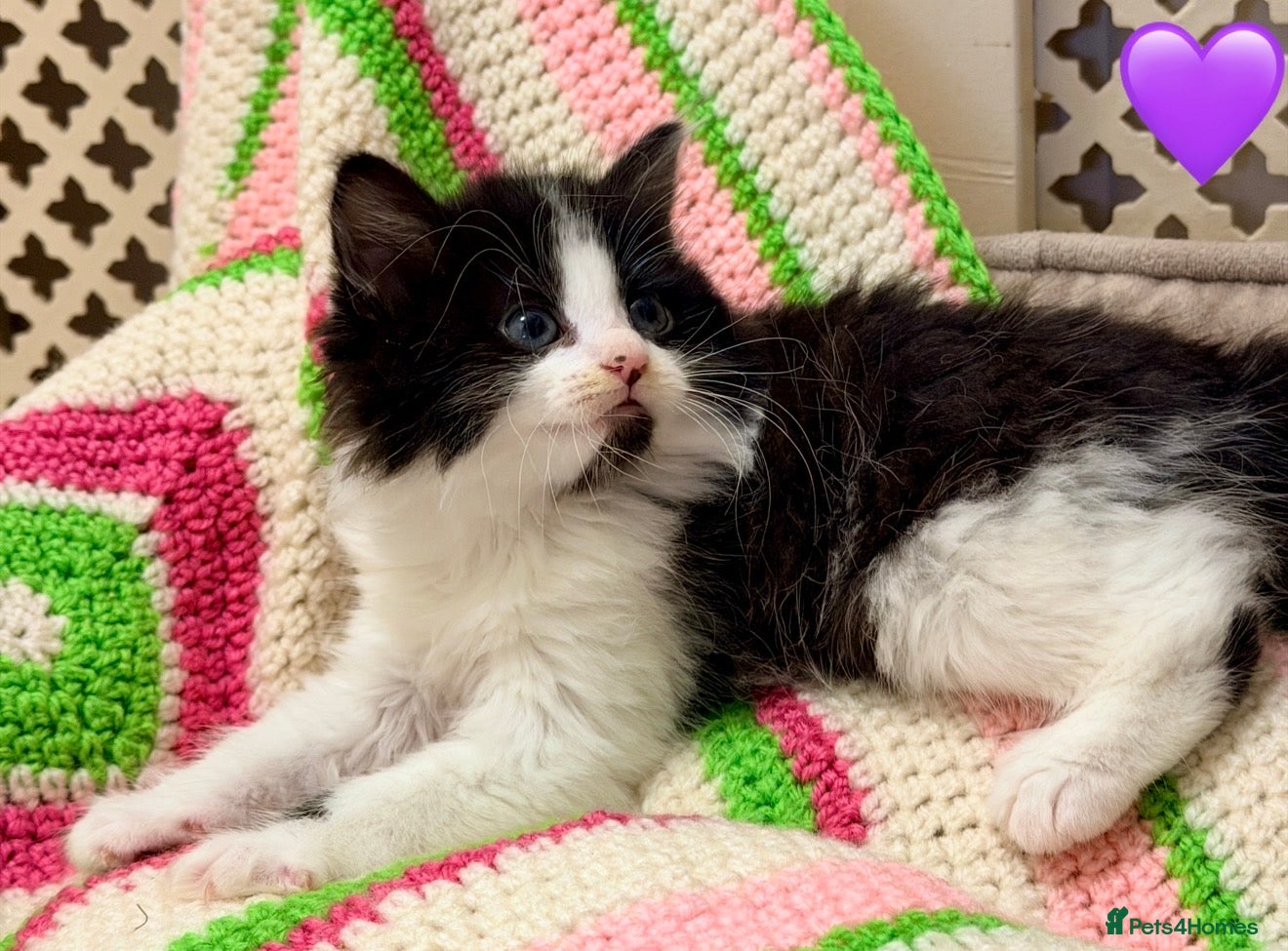 Mixed Breed cats 💖 MAINE COON X RAGDOLL *PARENTS HEALTH TESTED* 💖 - Advert 3