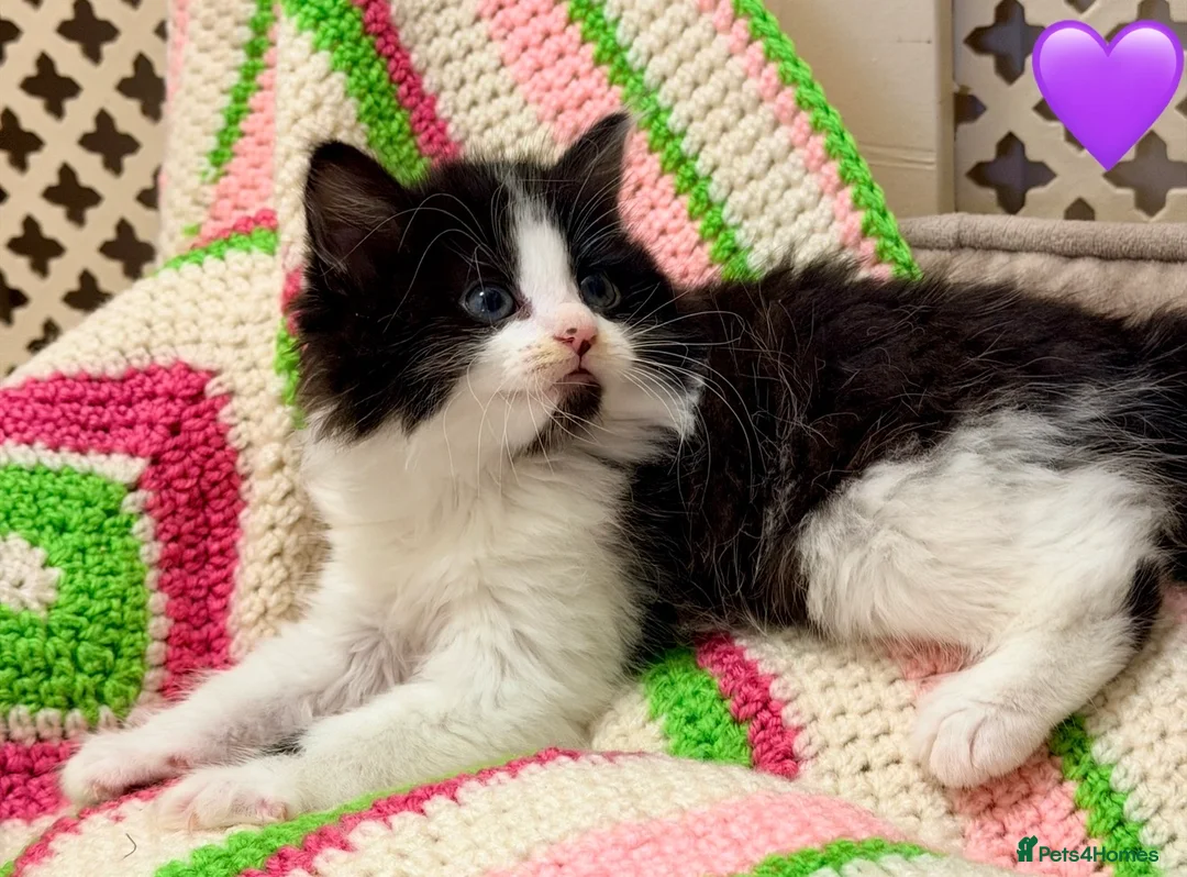 Mixed Breed cats for sale: 💖 MAINE COON X RAGDOLL *PARENTS HEALTH TESTED* 💖 - Advert 18