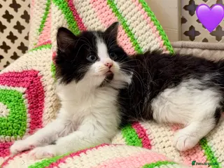 Mixed Breed cats 💖 MAINE COON X RAGDOLL *PARENTS HEALTH TESTED* 💖 - Advert 3