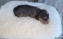 Cocker Spaniel dogs for sale: KC Registered Cocker Spaniels ready for Christmas - Image 12