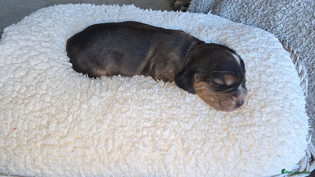 Cocker Spaniel dogs for sale: KC Registered Cocker Spaniels ready for Christmas - Image 12