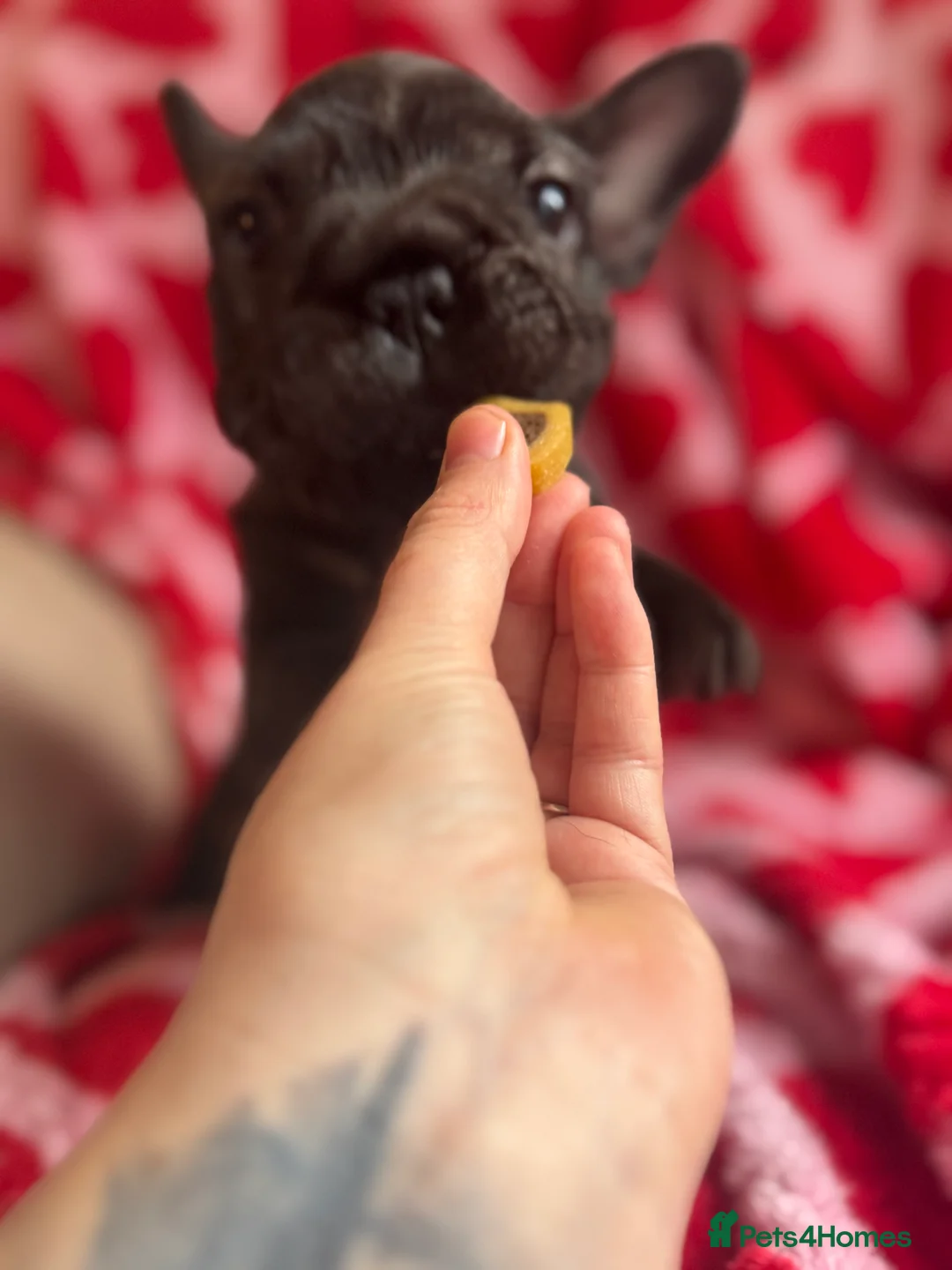 French Bulldog dogs for sale: Reduced price!!! Beautiful French bulldog pups  - Advert 7