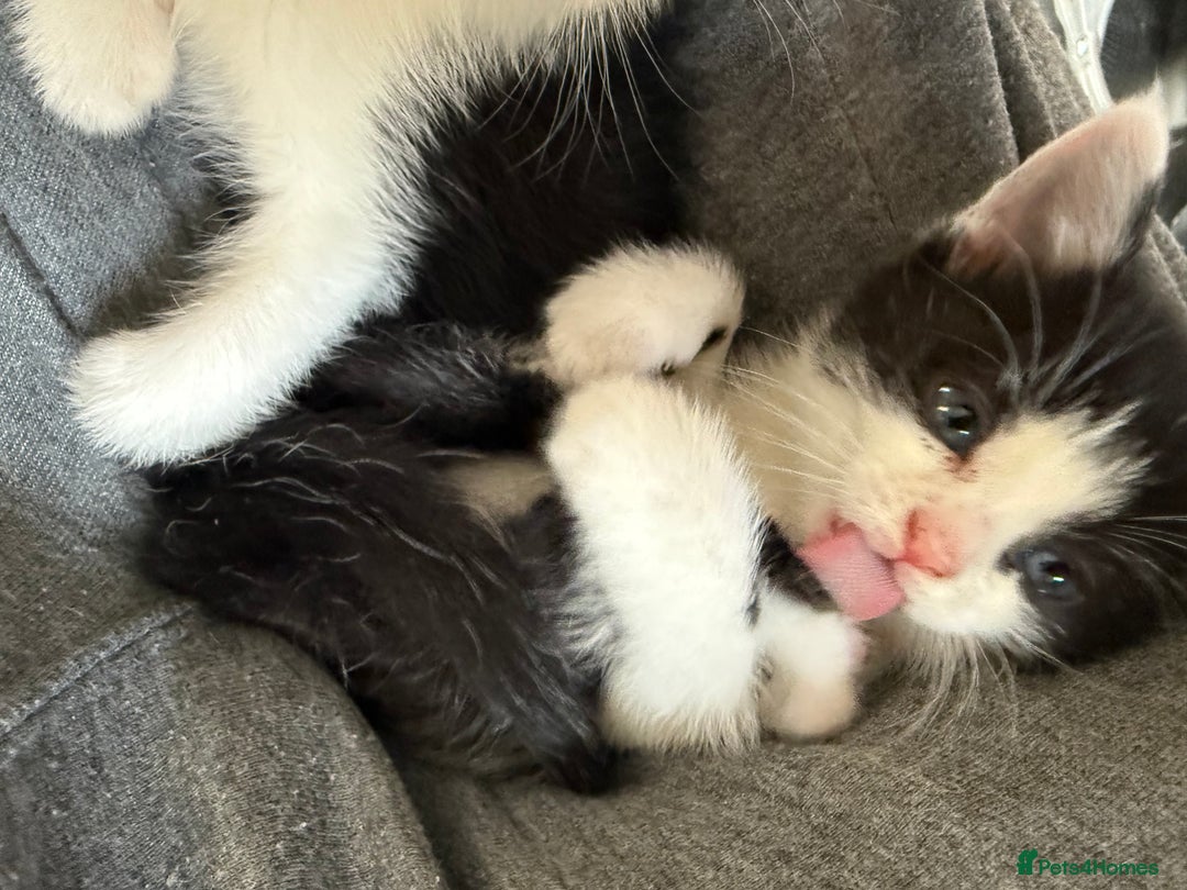 British Shorthair cats for sale: 4 adorable kittens ready for their new home!! - Image 10