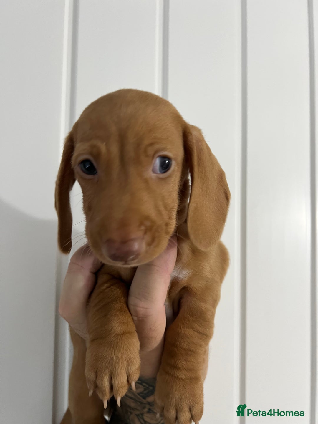 Miniature Dachshund dogs for sale: Cream Dapples & Red Dapples KC registered  - Image 8