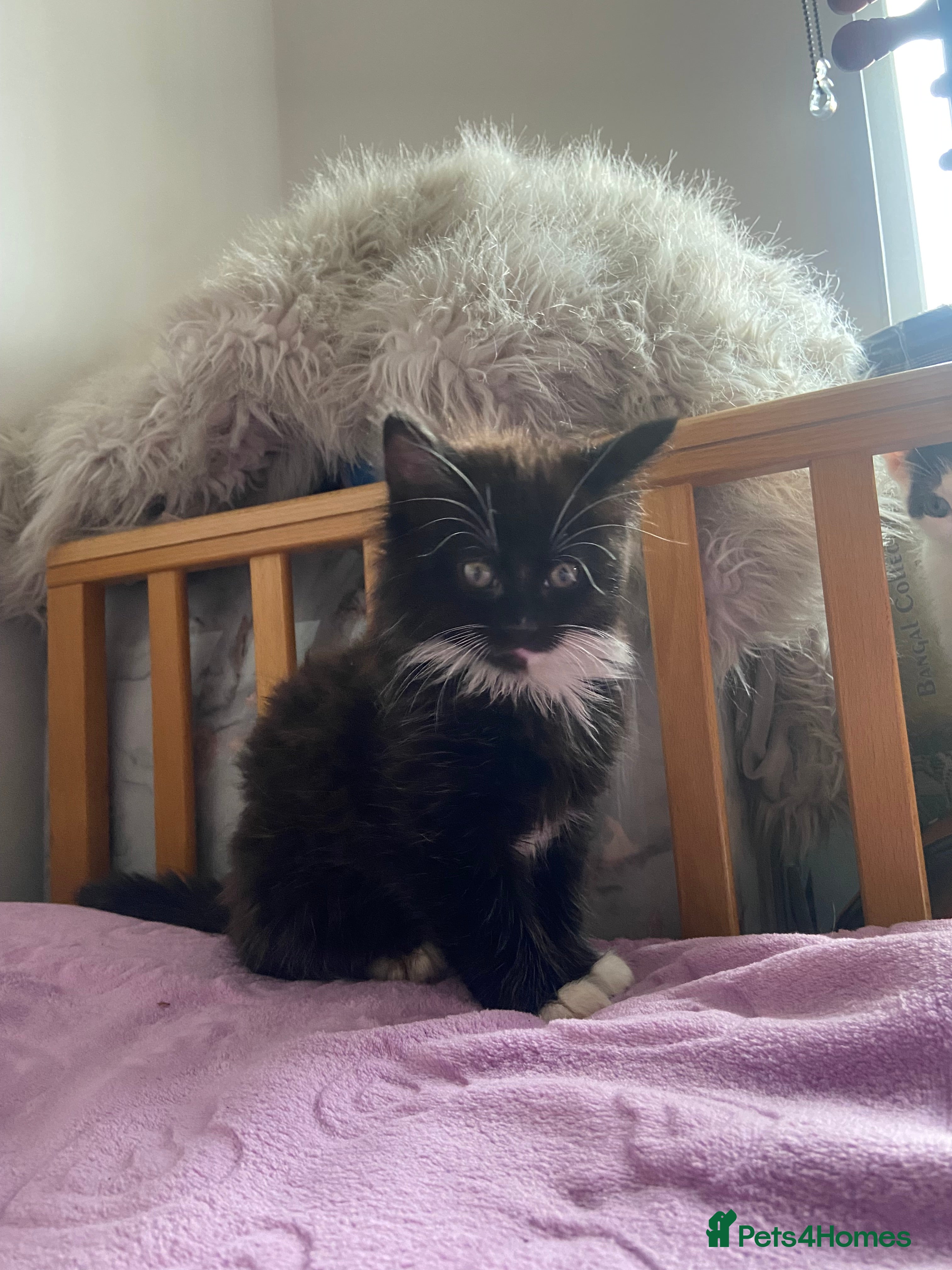 Domestic Shorthair cats domestic shorthair kittens - Advert 18