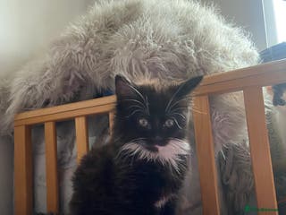 Domestic Shorthair cats domestic shorthair kittens - Advert 18