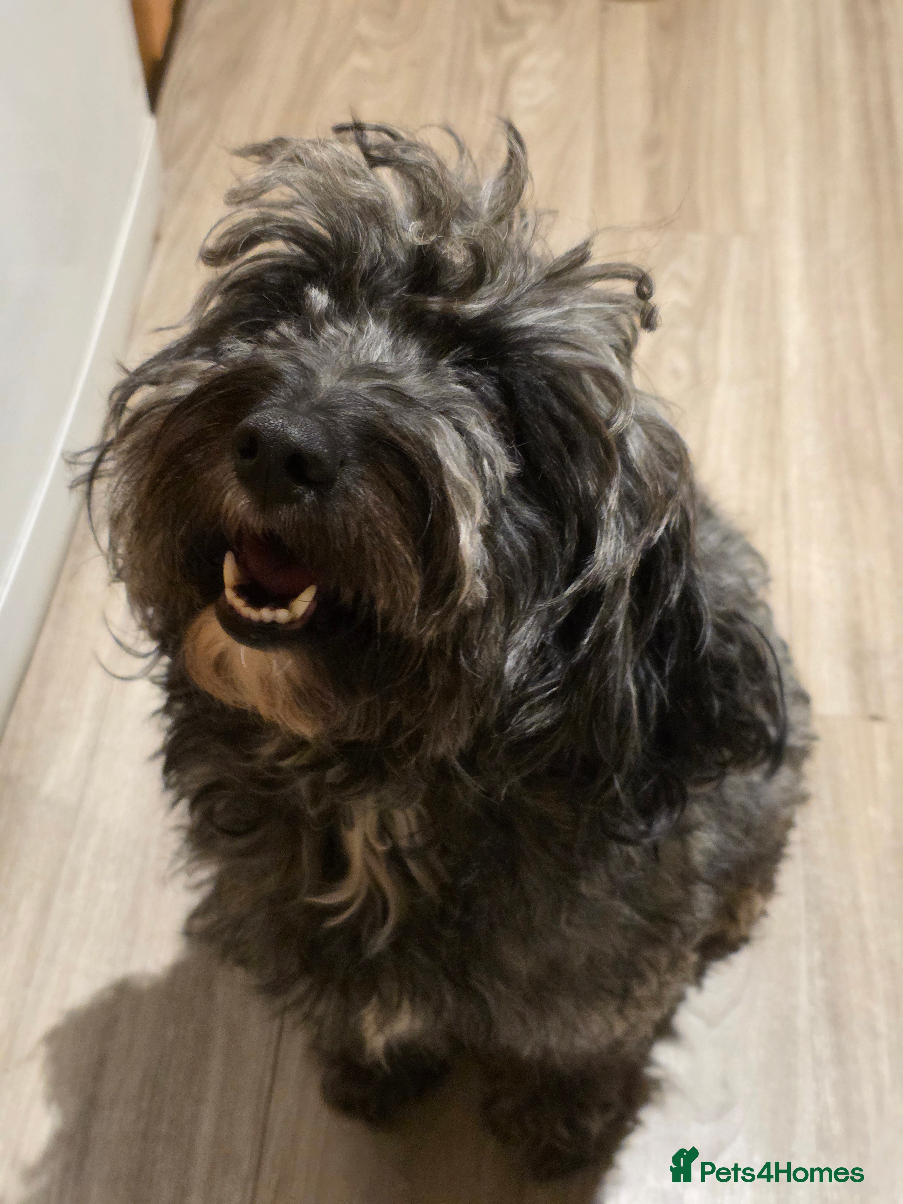 Cockapoo dogs Beautiful F1b cockapoo puppies  - Advert 1