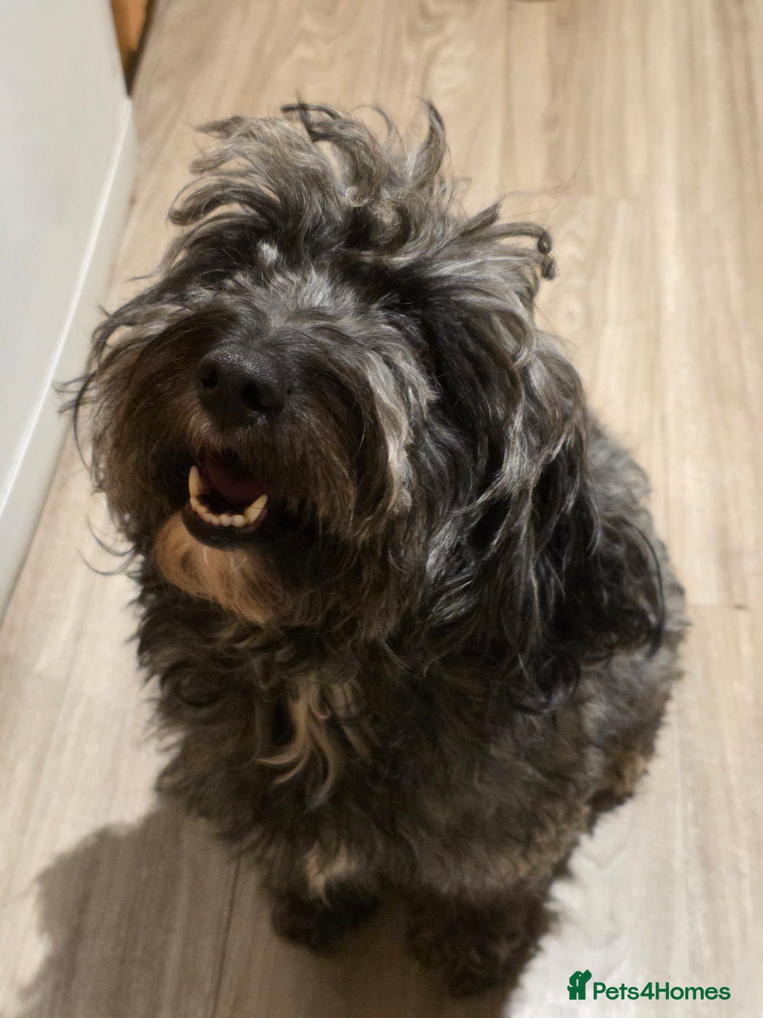 Cockapoo dogs for sale: Beautiful F1b cockapoo puppies  - Advert 1