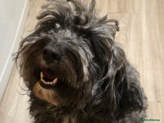 Cockapoo dogs Beautiful F1b cockapoo puppies - Advert 1