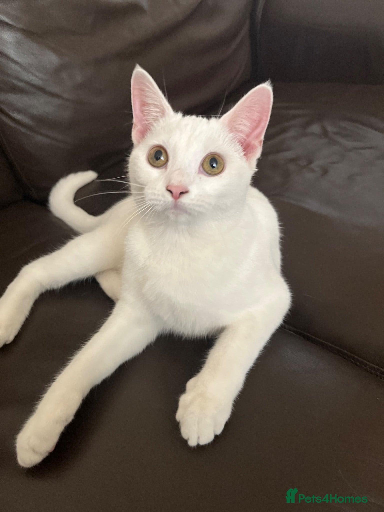 Turkish Angora cats Kittens for sale  - Advert 1