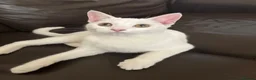 Turkish Angora cats for sale: Kittens for sale  - Advert 1